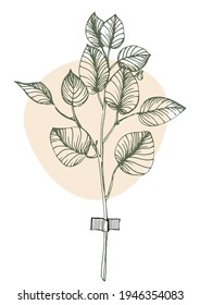 Planta de eucalipto en la pared de flores. Foliage del dibujo de líneas naturales con forma abstracta. Diseño de arte vegetal abstracto moderno para impresión, portada, papel pintado, ilustración con decoración en la pared.