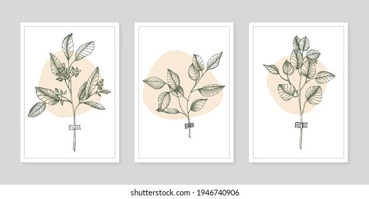 Flower wall art eucalyptus plant. Foliage of nature line art drawing with abstract shape. Modern Abstract Plant Art design for print, cover, wallpaper, illustration with decor wall art.