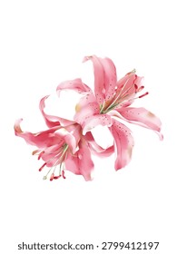 Flower wall art, minimalist stylized watercolor-style pink Lilium Sorbonne flowers on a solid white background