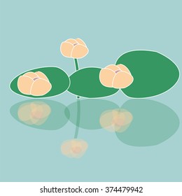 flower water Lily reflected in the water