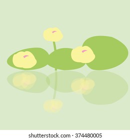 flower water Lily reflected in the water
