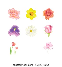 Flower Watercolor Element Include Rose, Narcissus, Violet, Daisy, Tulip, Gladiolus.