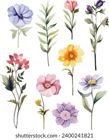 Flower watercolor illustration collection set