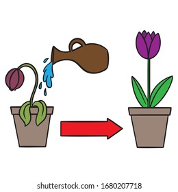 Flower is watered and recovers. Illustration, tulip, water.