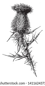 The flower which is commonly spiny with straight hair. The leaves are alternate. The flowers have teeth and thorns, which have a large size of flowering shape that is usually thorny, vintage