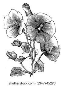 The flower which is seen in this picture is one of the collections of Malope Trifida Grandiflora. This big flower belongs to the variety of Malopes Trifida, vintage