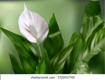 flower white  anturium and leaves. Vector illustration.