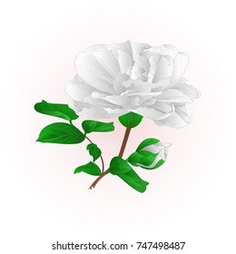 Flower white Camellia Japonica  with buds vintage  vector illustration editable hand draw
