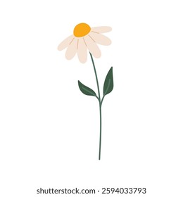 Flower of white Chamomile, daisy isolated on white background. Doodle style illustration. Hand drawn Vector icon.