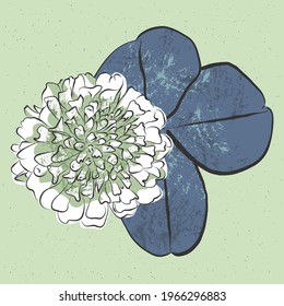Flower white clover with leaves