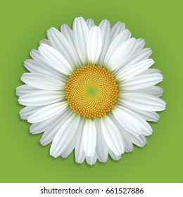 Flower white daisies on a green background.