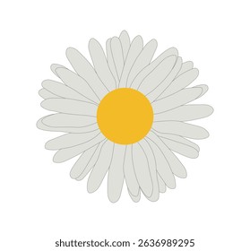 flower white daisy hand drawing