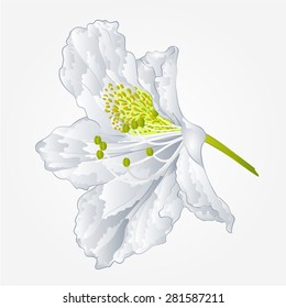 Flower white simple rhododendron Mountain spring shrub vector illustration