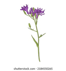 Blume von wildem Salat, Lactuca, Vektorgrafik von Wildpflanze einzeln auf weißem Hintergrund, handgezeichnet botanische Illustration