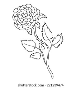 Flower of wild rose isolated on white background. Black and white vector illustration.