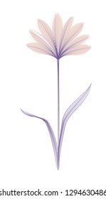 Flower x-ray or blend effect. Floral design. Elegant bloom