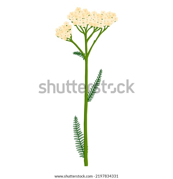 Flower Yarrow Achillea Millefolium Vector Drawing Stock Vector (royalty 