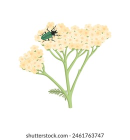 flower of yarrow and green beetle, Achillea millefolium, vector drawing wild plant and insect isolated at white background , hand drawn botanical illustration