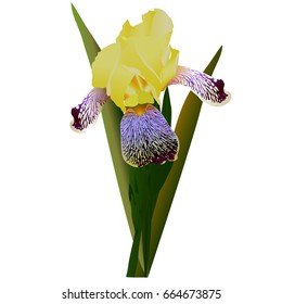 Flower yellow iris with leaves