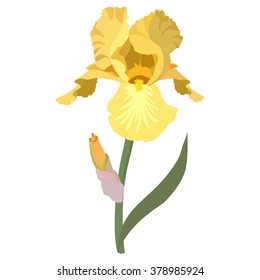  Flower yellow iris on a white background.