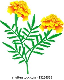 Flower of yellow-orange marigolds (vector illustration)