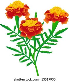 Flower of yellow-red marigolds (vector illustration)