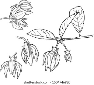 flower ylang-ylang and leaves, flowers drawing and sketch with line-art on white backgrounds, Ylang Ylang on white background 