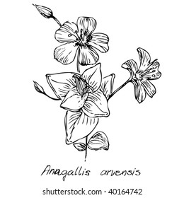 Flower-Anagallis arvensis