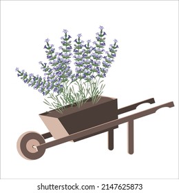 Flowerbed, flowers, lavender. Vector drawing.