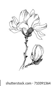 Flowered magnolia (open flower and bud). Black and white vector illustration. 