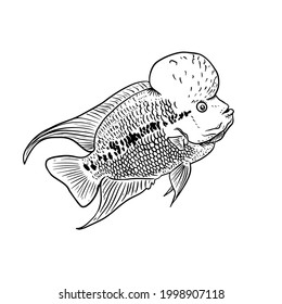 Flowerhorn Fish vector hand drawing illustration in black color isolated on white background