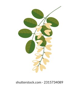 Flowering acacia with leaves on a white background. White acacia flowers.Vector illustration in a flat style