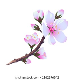 Flowering almond branch. Vector. Isolated.