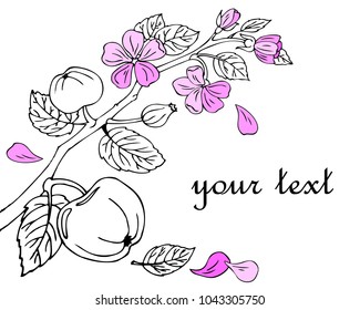 A flowering apple tree branch. Apples. Spring nature. Set 3