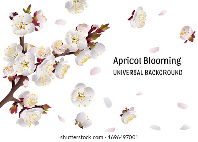 Flowering apricot branch, spring tree. Spring apricot flowers. Universal spring background. Vector image.