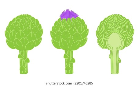 Flowering artichoke and cut artichoke flat vector botanical illustration. Green vegetables healthy food clipart