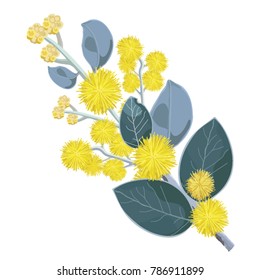 Flowering Australian Wattle Tree Vector Illustration