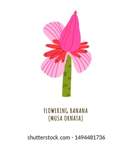 Flowering banana flat vector botanical illustration. Hand drawing of exotic, tropical flower. Isolated plant clipart with typography. Icon, logo design element for florist shop business 