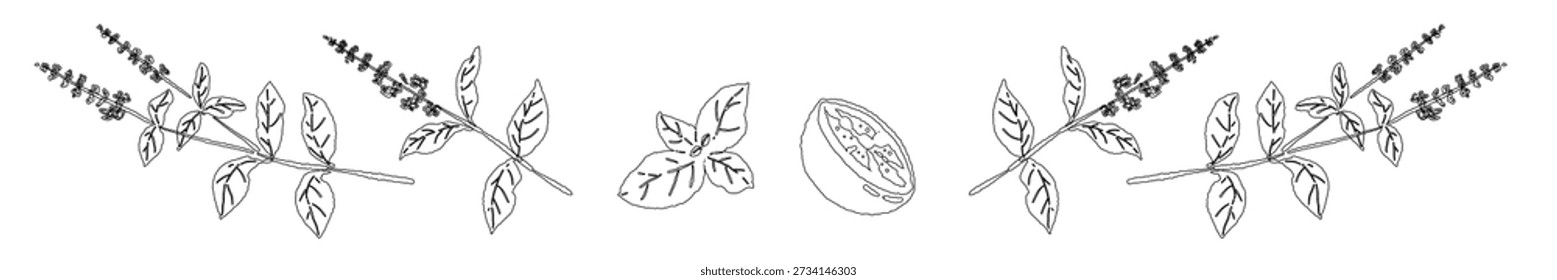 Divisor de línea de tallo de albahaca en flor