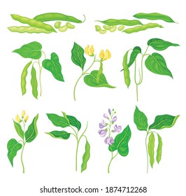 Flowering Bean Plant with Pod and Seeds as Vegetable Crop Vector Set