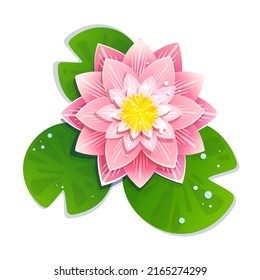 Flowering of a beautiful lotus flower in a pond. Realistic Lotus concept close up.