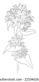 Flowering bell. Summer flower. Branch with leaves and buds. Freehand vector outline drawing. Botanical sketch.
