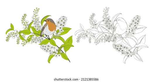 rama de cerezo y ladrón de aves floridas, ilustración en color y en blanco y negro, página de coloración, pájaro en una rama florida, vector