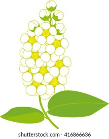 flowering, bird cherry, vector illustration