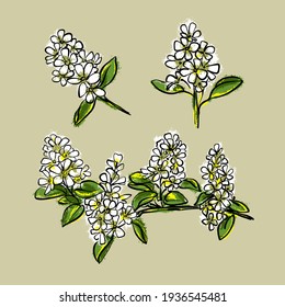 A flowering branch. Amelanchier or Saskatoon berry or Irga. Hand-drawn botanical vector.