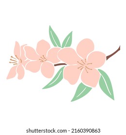 Flowering branch of apple or cherry tree. Delicate peach flowers and foliage. Natural decoration apricot or almond blossom vector isolated illustration