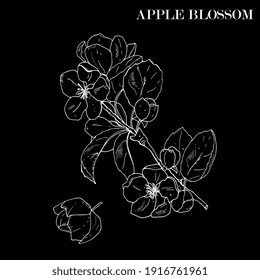 flowering branch of apple tree. Hand drawing in ink, sketch, outline.