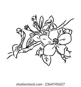 flowering branch of apple tree. Hand drawing in ink, sketch, outline.