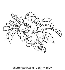 flowering branch of apple tree. Hand drawing in ink, sketch, outline.