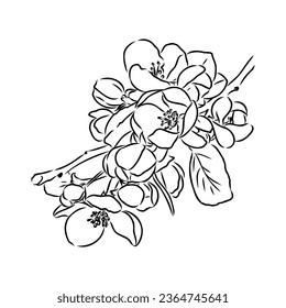 flowering branch of apple tree. Hand drawing in ink, sketch, outline.